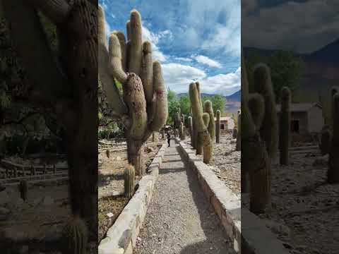 Recorriendo el Jardín Botánico de Altura, en el Pucará de Tilcara 🌵🧡🌵 #Jujuy