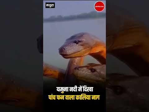 Yamuna Nadi Mein Kaliya Naag: वायरल वीडियो की जानिए सच्चाई| Kaliya Naag News | UP News | Viral Video