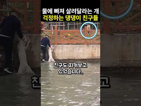 위기에 처해 살려 달라는 개를 보며 걱정하는 댕댕이 친구들과 외면하지 않은 사람들의 선행
