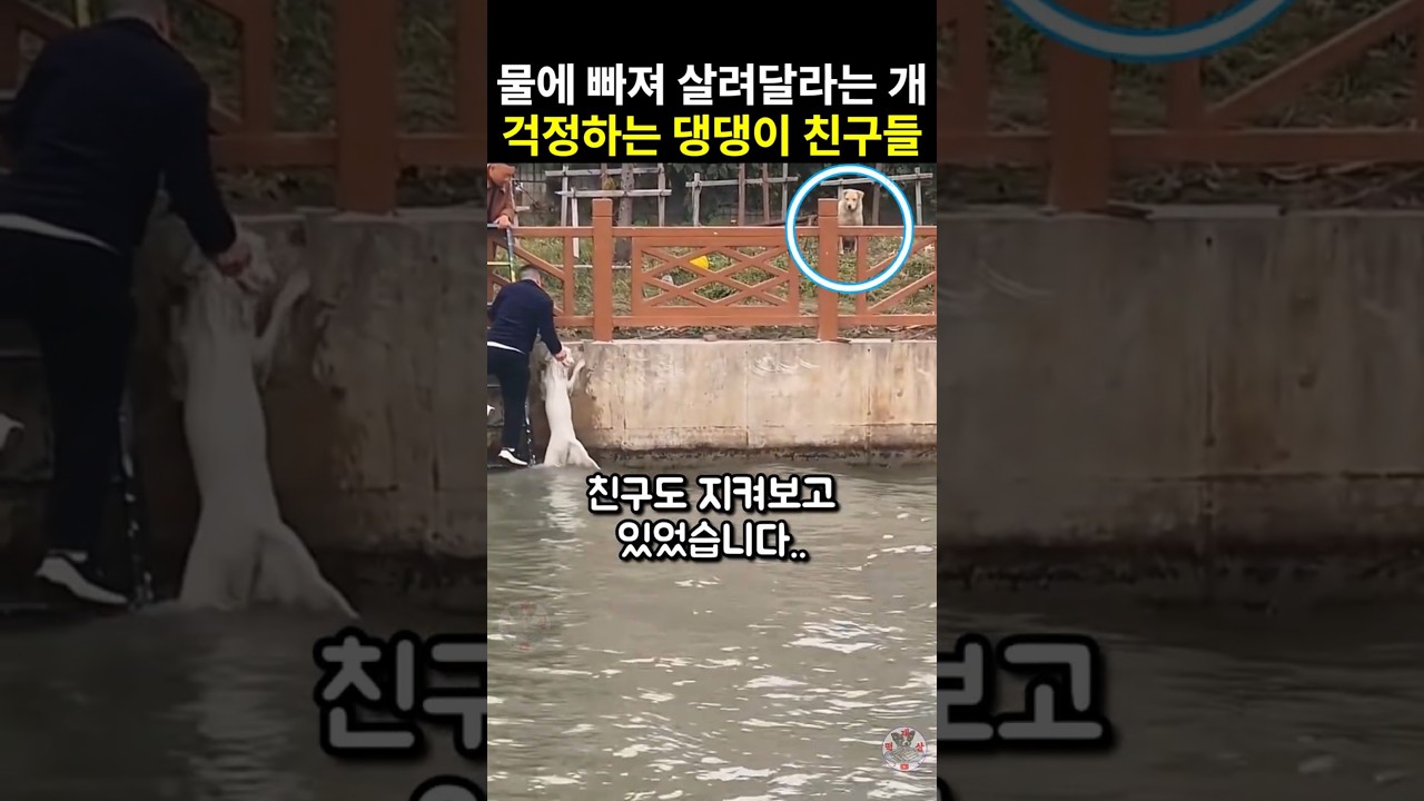 위기에 처해 살려 달라는 개를 보며 걱정하는 댕댕이 친구들과 외면하지 않은 사람들의 선행