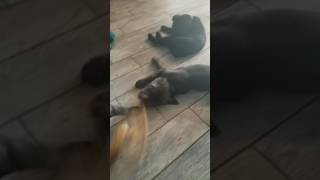 Video preview image #1 Cane Corso Puppy For Sale in IMPERIAL, MO, USA