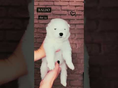 Samoyed puppy for sale