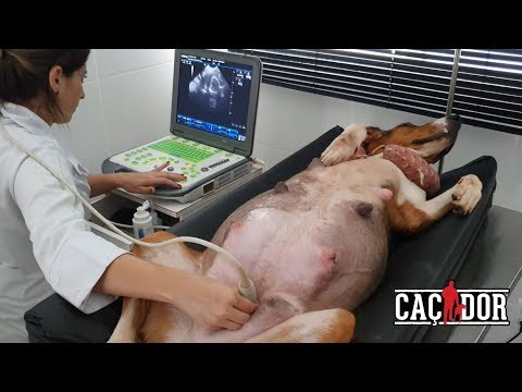 download lagu mp3 mp4 Ultrassom, download lagu Ultrassom gratis, unduh video klip Ultrassom