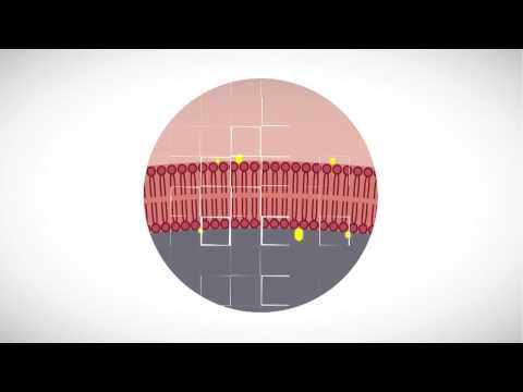MOOC côté cours : La diversité de la membrane