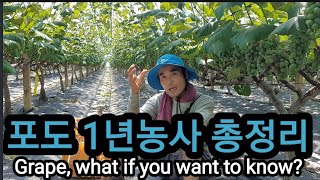 포도