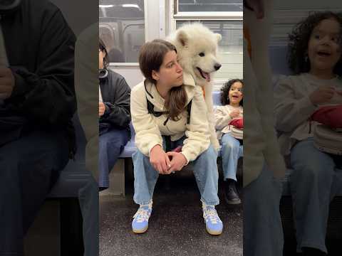 My dog rides the subway in a HUGE backpack! #samoyed #dog #shorts