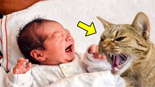 Wütende Katze weigert sich, das Baby schlafen zu lassen. Die Eltern rufen die Polizei!