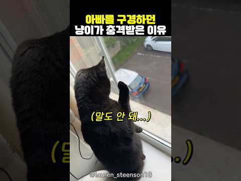 출근하는 아빠 구경하다 충격받은 냥이