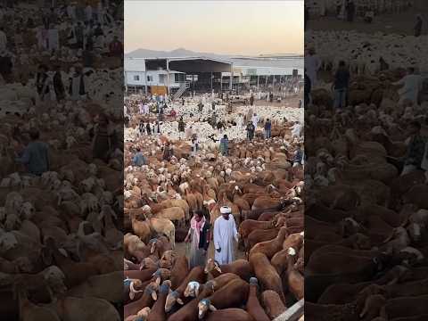 Dubai Sheikh gives 3 times Eidi #dubai #ytshorts #eid #saudiarabia