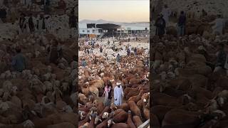 Download lagu Dubai Sheikh gives 3 times Eidi #dubai #ytshorts #eid #saudiarabia mp3 Download lagu Dubai Sheikh gives 3 times Eidi #dubai #ytshorts #eid #saudiarabia mp3