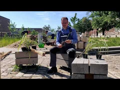 Uwe Kühn von Miscanthus Buscheritz im Stadtgarten auf der Dresdner Gehestraße