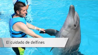 El cuidado de delfines El cuidado de delfines