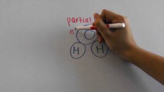 Transpiration-Cohesion-Tension Theory