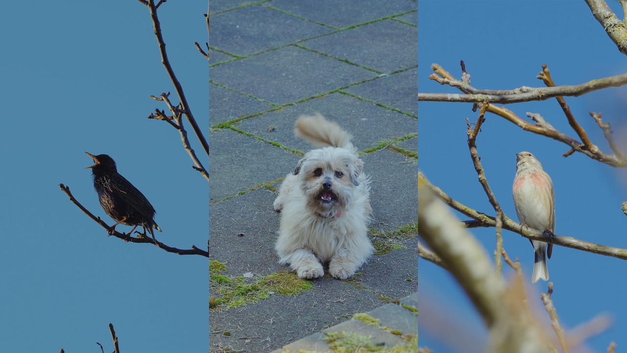 1 Minute of Peace You Deserve | Calm Nature & Birds | Sony A6700 | 4K