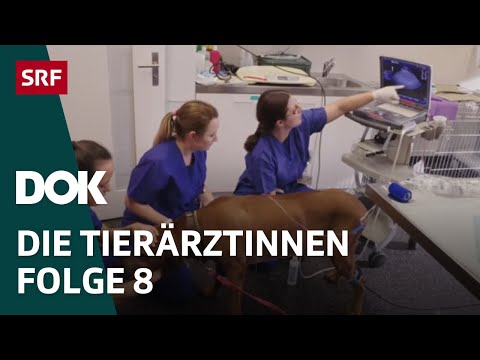 , title : 'Junge Tierärztinnen und ihr Knochenjob – Erste Schritte im Berufsleben | Folge 8 | Doku | SRF Dok'