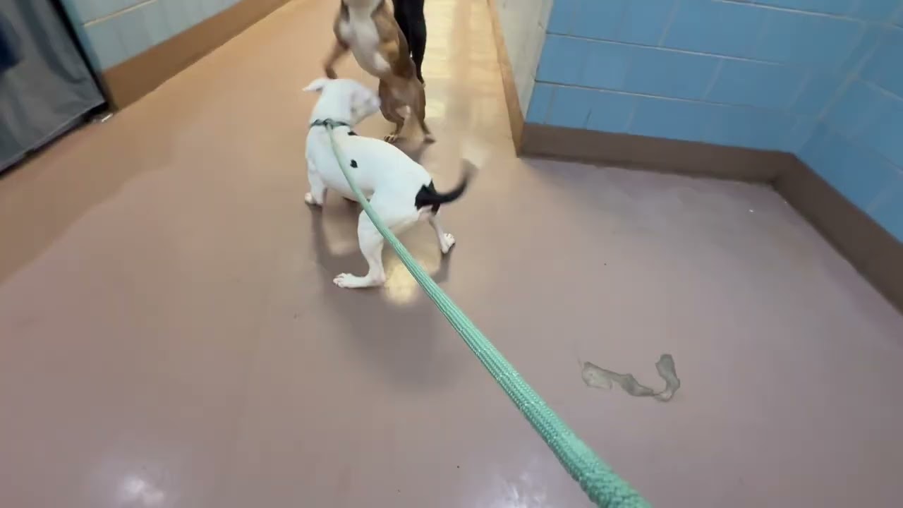 Barrel's Leash Test 2