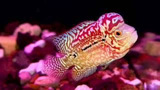 Nay em lên e redkamfa 1.5 ngón 2triệu 1 cho anh em đam mê. Sđt Zalo 0938882816