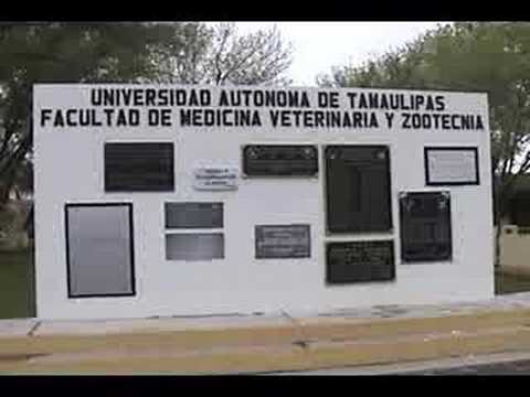 Sobrepoblacion de Gatos