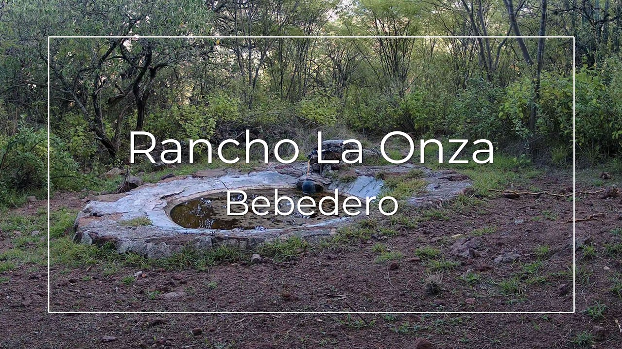 Live webcam view of Rancho La Onza Wildlife Watering Hole
