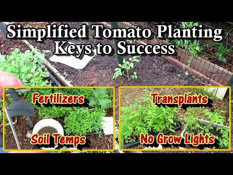 Tomato Planting Simplified: Amendments, Fertilizers, Staking, Soil Temps, Planting Hole, & More