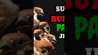 Download lagu MP3 suara pikat burung gereja jernih terbaru ✓#burunggereja #berandayoutube @howtochannel599 mp3 Download lagu MP3 suara pikat burung gereja jernih terbaru ✓#burunggereja #berandayoutube @howtochannel599 mp3