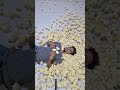 Time To Sleep Poultryfarming India Shortsfeed Poultry Chicks