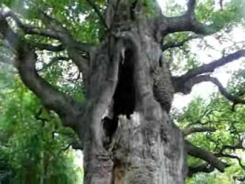 Fredfile oak, Eik, Quercus robur. Nonington, UK. 10-06-'09.