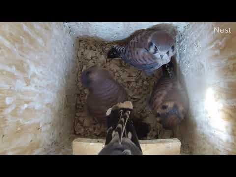 First kestrel chick leaves the nest!