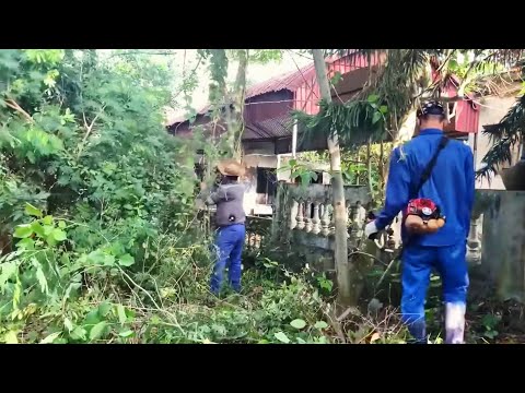 Cut down overgrown trees in the garden - Clean up abandoned houses