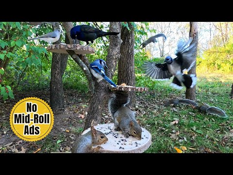 🐾🐾Entertain Your Pets with Squirrels & Birds | 10 Hours of Uninterrupted Cat TV & Dog TV | Nature
