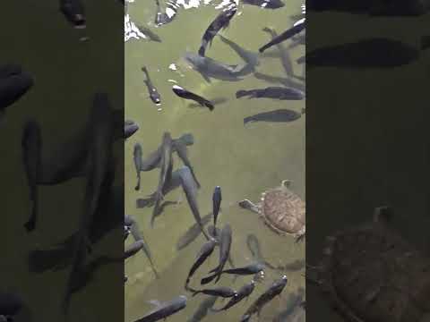 Juma masjid Mumbai #jummamubarak