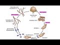 Basidiomycota Part 2: The Mushroom Life Cycle