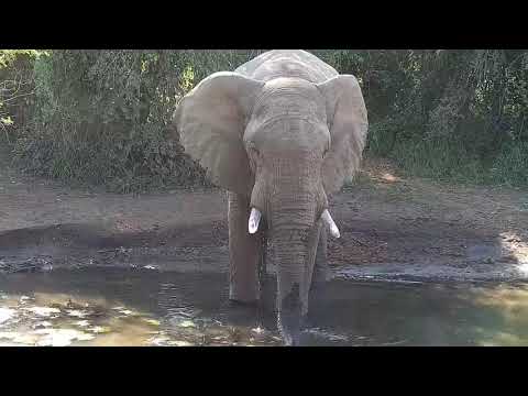 Kwa: Elephant getting a cool drink - 14:42 - 05/09/19