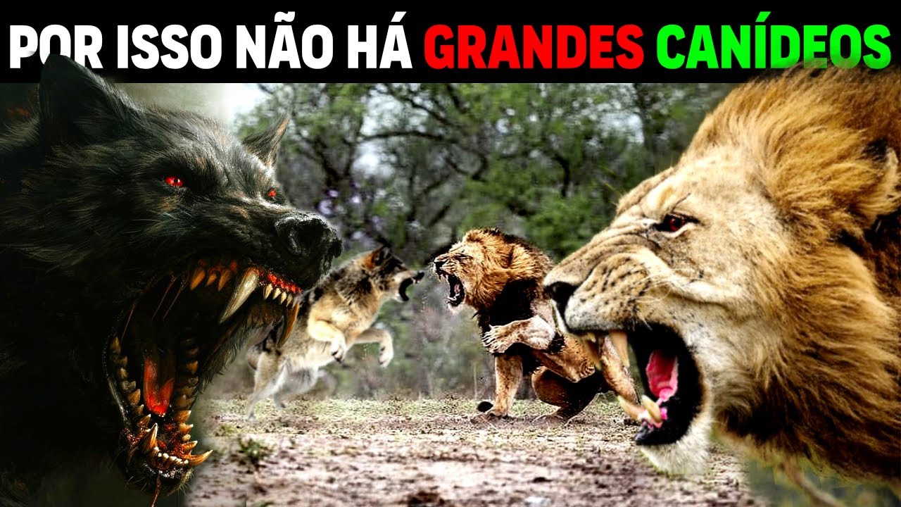 This is why felines are STRONGER than canines