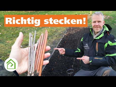Sträucher über Steckholz vermehren: Die einfachste Vermehrungsmethode!