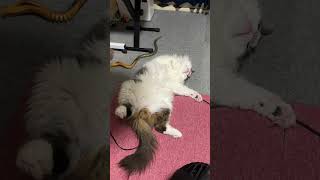 だらだらと過ごす猫【ノル猫ミロシー】 #shorts