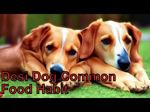 5 common food habits of desi dogs - A guide to feeding your furry friend