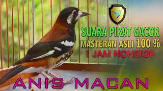 Download lagu SUARA PANCINGAN ANIS MACAN BIKIN ANIS MACAN GACOR 24 JAM mp3