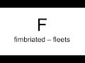 Fimbriated Fleets F English Dictionary
