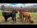 We BOUGHT HIGHLAND CATTLE For Our OFF GRID Homestead!