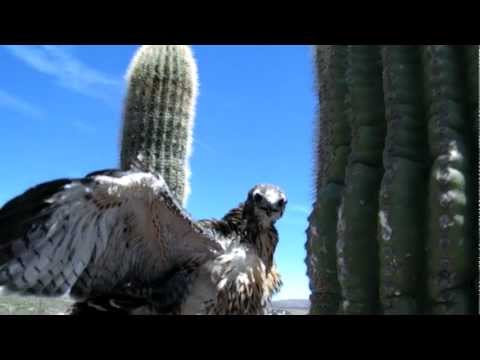 Redtail hawks on nest