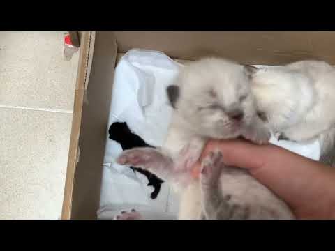 THE KITTENS ARE GROWING