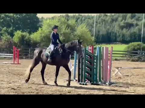 5 y.o. 16.2 hh Gelding – Competition Prospect - Image 2