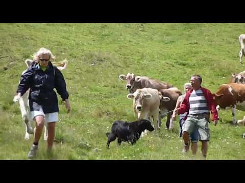 If the cow attacks: Here are tips against cattle attacks