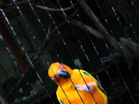 2014.03.23 六福村鸚鵡