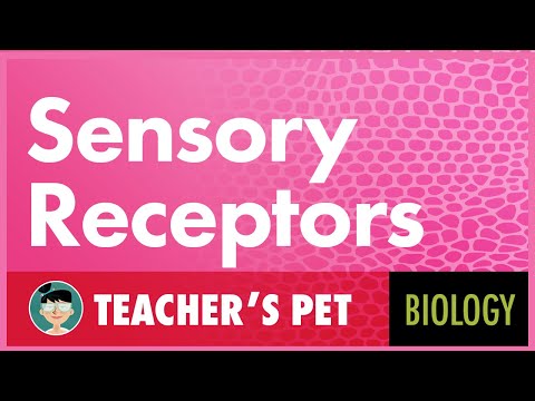 Sensory Receptors