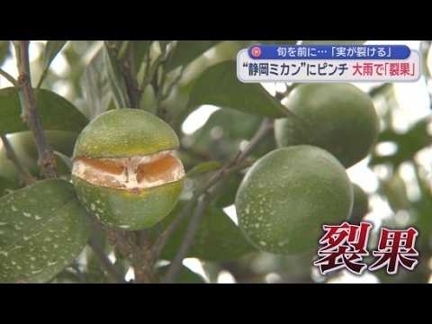 YouTube Video ミカンがぱっくりと割れる！　異例の雨の降り方が引き起こすミカンの「裂果」とは？