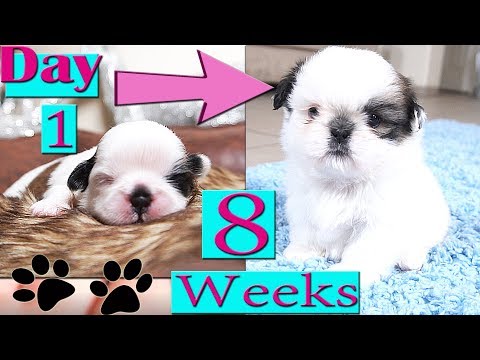 Shih Tzu Growing Up | Day 1 to Week 8 | Puppy Transformation | TOO CUTE