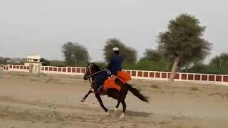 Download lagu Sindhi Horse Rewal Pakistan mp3 Download lagu Sindhi Horse Rewal Pakistan mp3