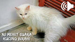 Download lagu 30 Menit Suara Kucing Betina Birahi Panggil Jantan - 30 Minutes Female Cat In Heat Sound mp3